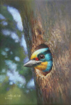 Muller's Barbet_An Elf in the Tree Hole